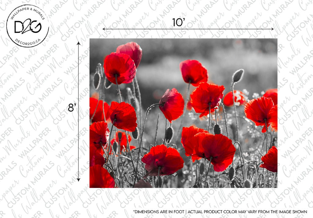 A vibrant photograph of a field of red poppies, selectively colored, with a blurred grayscale background. This image is used in the Decor2Go Wallpaper Mural and includes measurement marks and a note on possible color variation.