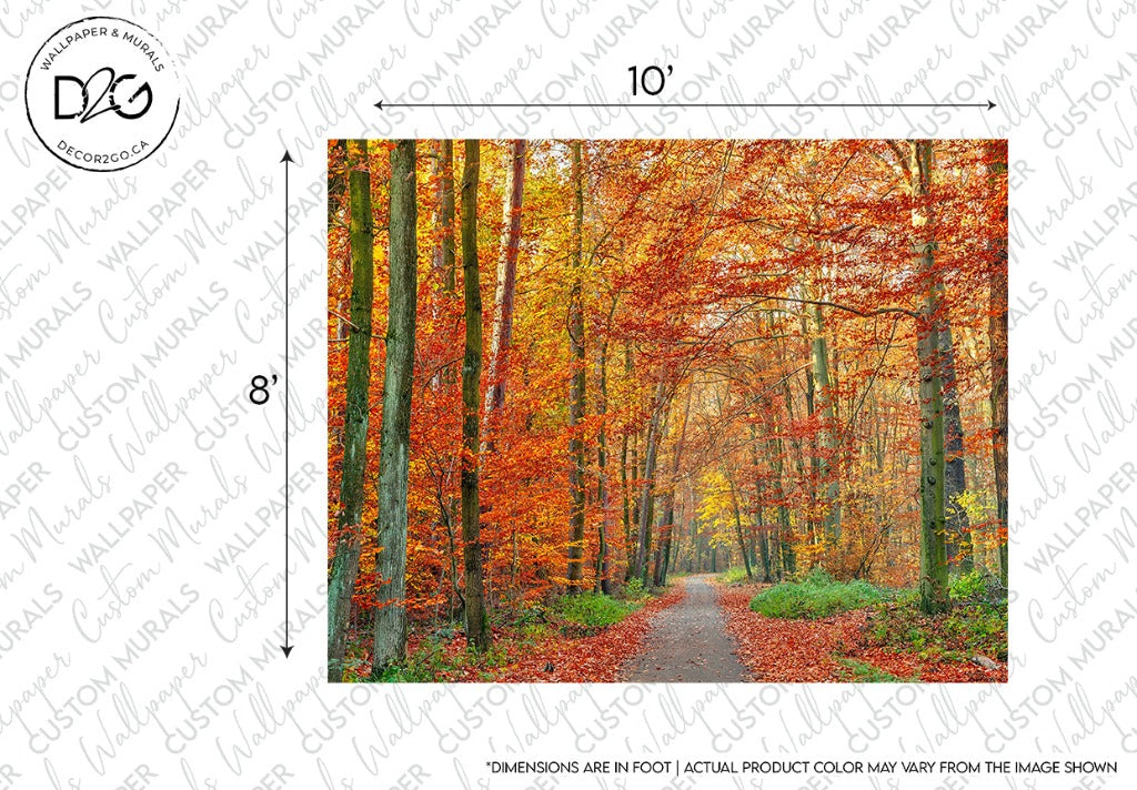 A Decor2Go Wallpaper Mural of a vibrant autumn forest with a walking trail, ideal for rest and relaxation, showcasing tall trees with leaves in shades of red, orange, and yellow. There's a measurement guide indicating the picture's size.