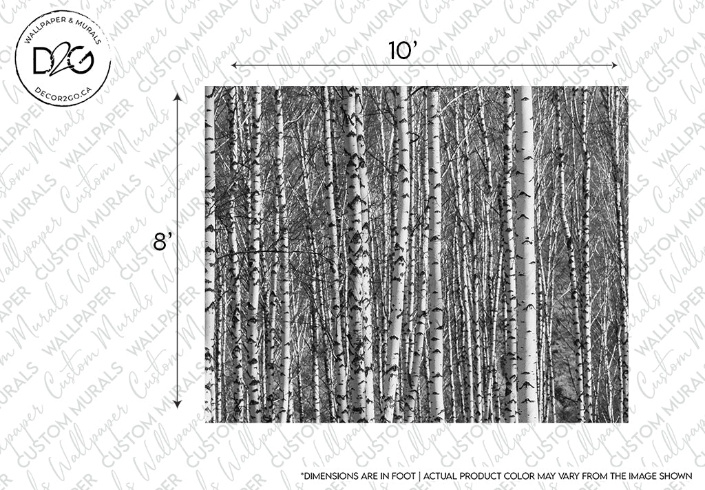 Black and white image displaying a dense cluster of mythical birch trees with visible trunks and bark details and measurements indicating 10 feet by 8 feet dimensions, featuring the Birch Forest Wallpaper Mural by Decor2Go Wallpaper Mural.
