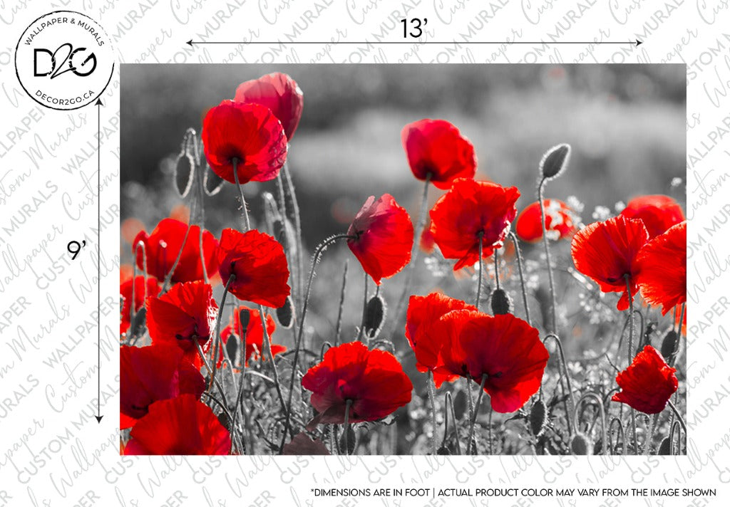 Bright red poppies in full bloom, selectively colored against a grayscale background of a field and blurry floral elements, creating a striking contrast in this Decor2Go Wallpaper Mural.
