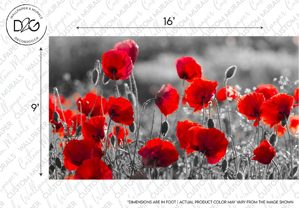 Vivid red poppies in full bloom, dancing in a field, with selective color highlighting the flowers against a black and white background, dimensions marked for scale can be seen in the Poppy Dancing Wallpaper Mural by Decor2Go.