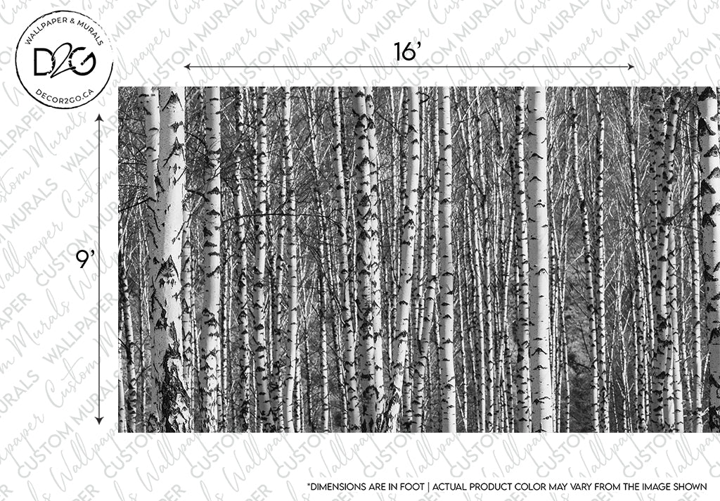Monochrome image of a dense birch forest with visible trunk textures, designed for a custom sized Decor2Go Wallpaper Mural. Dimensions are labeled, showing 16 inches in width and 9 inches in height.