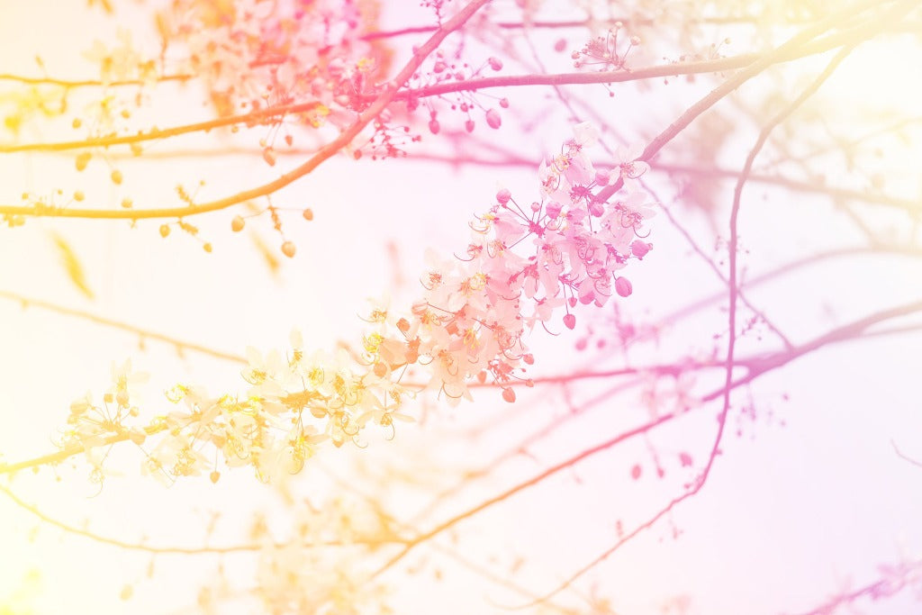 Branches with delicate blossoms against a softly lit background featuring a gradient of pink, orange, and yellow hues, conveying a dreamy, springtime atmosphere with Decor2Go Wallpaper Mural.
