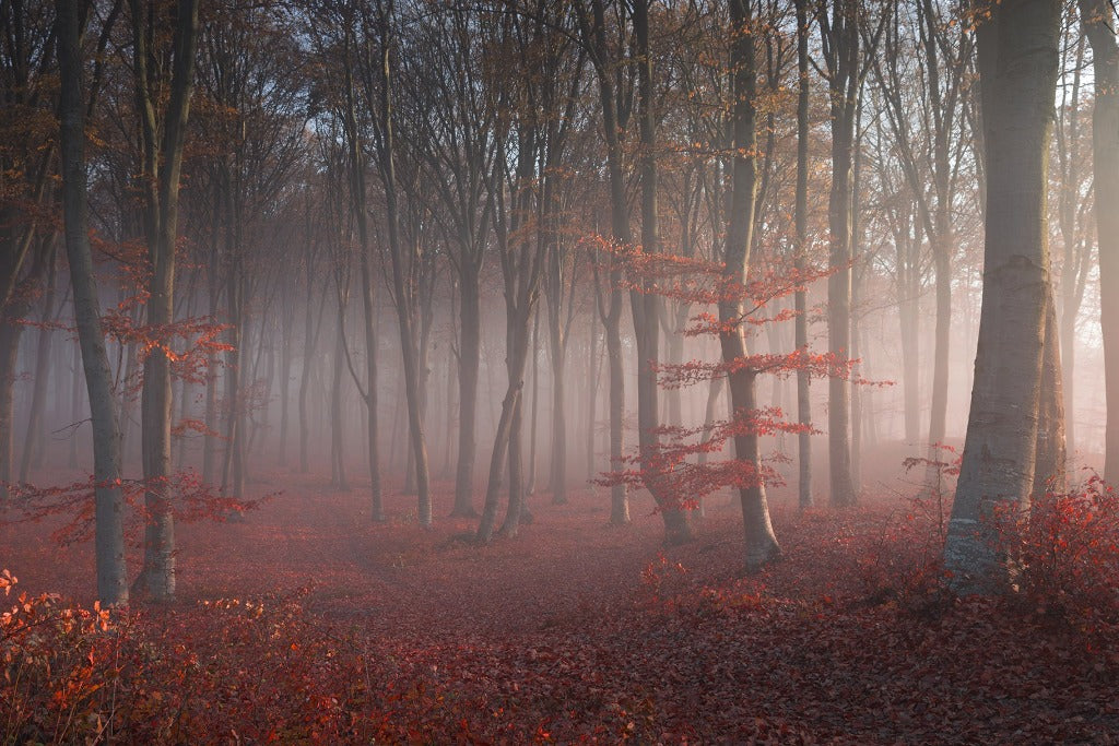 A serene autumn forest covered in red leaves with thin, tall trees enveloped in a Misty Red mist, emphasizing an ethereal and tranquil atmosphere in this captivating Misty Red Forest Wallpaper Mural by Decor2Go Wallpaper Mural.