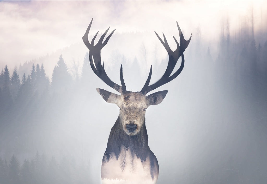 A majestic Red Deer with large antlers stands before a foggy forest background, creating an ethereal and serene atmosphere with the Decor2Go Wallpaper Mural's Oh Deer! Wallpaper Mural.