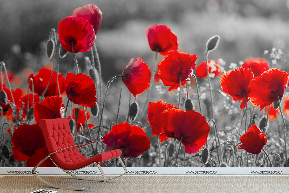 A vibrant red chair inserted among blooming Poppy Dancing Poppy Wallpaper Mural in a field. The background in grayscale contrasts against the rich red colors, enhancing their brightness.