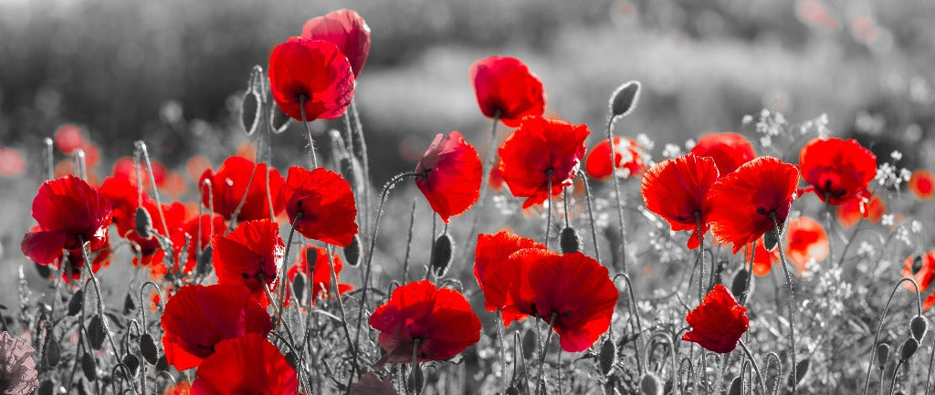 A panoramic image of vibrant red Poppy Dancing poppies in a field with all surrounding colors desaturated, highlighting the rich red colour of the flowers against a monochrome background.