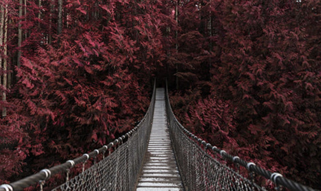 A narrow suspension bridge stretches into the distance through a forest of vibrant autumn colors, invoking a sense of mysterious allure with the Decor2Go Red Forest Wallpaper Mural.