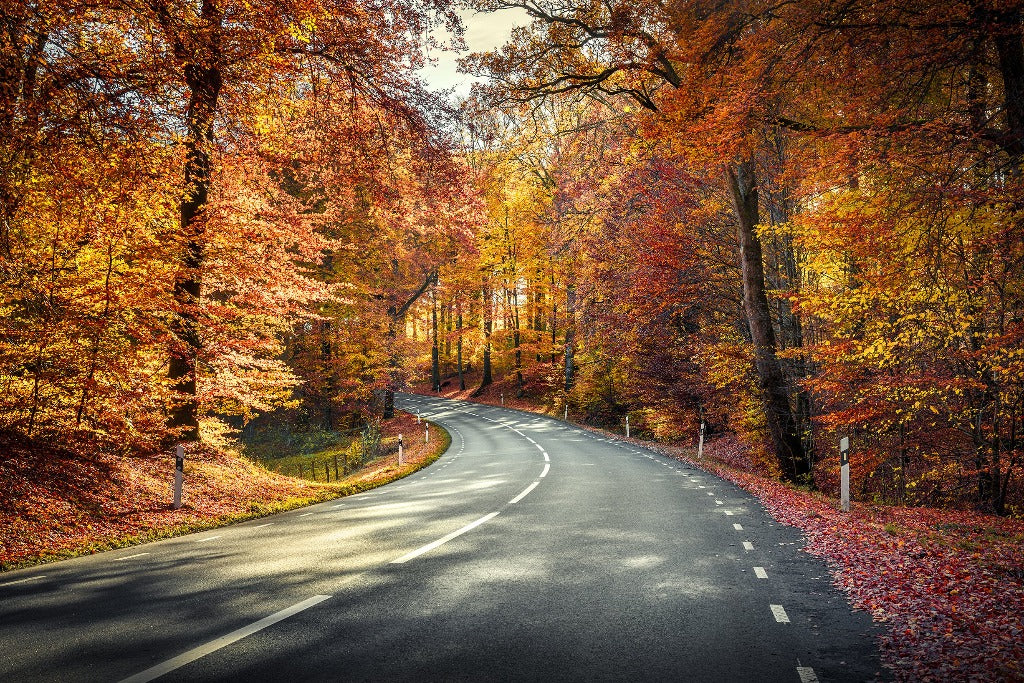 A curvy road winds through a dense autumn forest with trees showcasing vibrant shades of orange, yellow, and red under a bright, clear sky. A Decor2Go Wallpaper Mural accentuating the "Riding Red Wallpaper Mural" design.