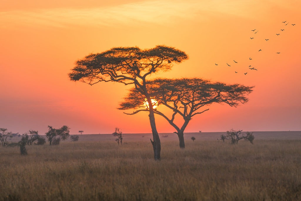 African savannah at sunrise with acacia trees silhouetted against a vibrant orange sky, and a flock of birds flying in the distance can be captured beautifully with the Serengeti Sunrise Wallpaper Mural from Decor2Go Wallpaper Mural.