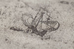 A faded, vintage-style sketch of a sailing ship with tall masts and billowing sails on a textured, sepia-toned background. The scene pattern appears detailed yet weathered, contributing to the aged and historical aesthetic of the artwork. This describes the Voyage Wallpaper (114 SqFt) by Palitra.